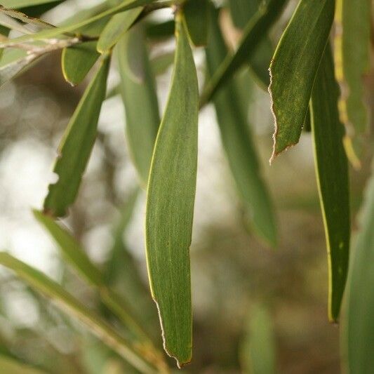 Acacia heterophylla Blatt