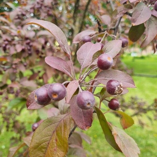 Malus hupehensis Froito