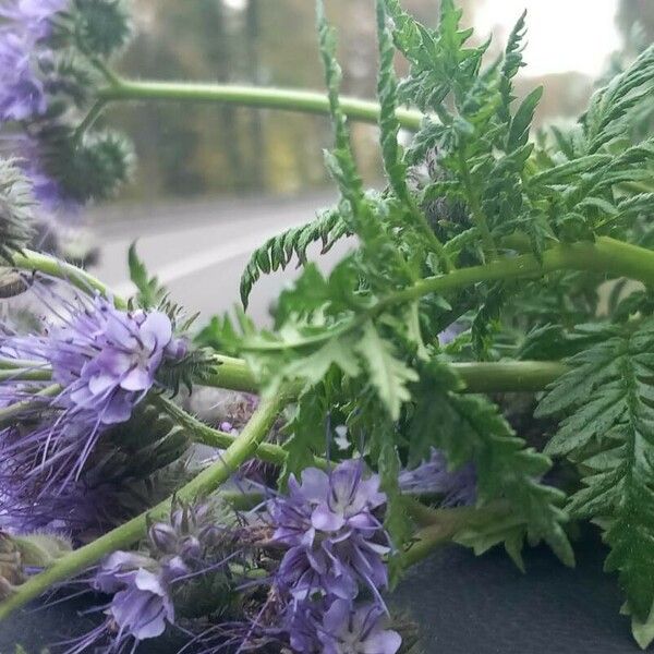 Phacelia tanacetifolia Цвят