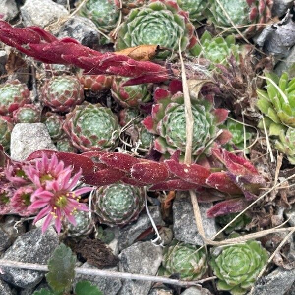 Sempervivum arachnoideum Folha