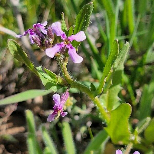 Chorispora tenella 花