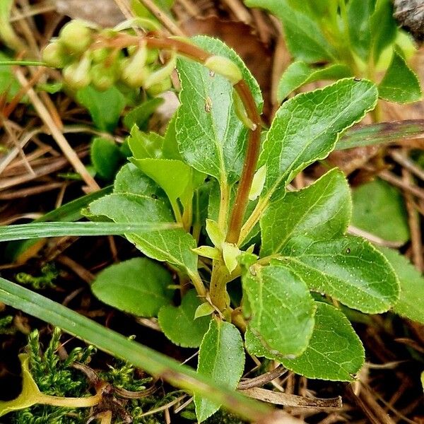 Orthilia secunda Hoja