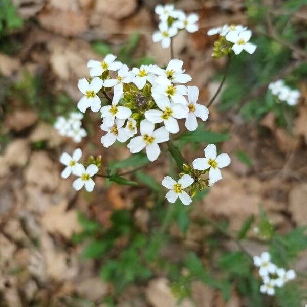 Arabidopsis arenosa Цвят