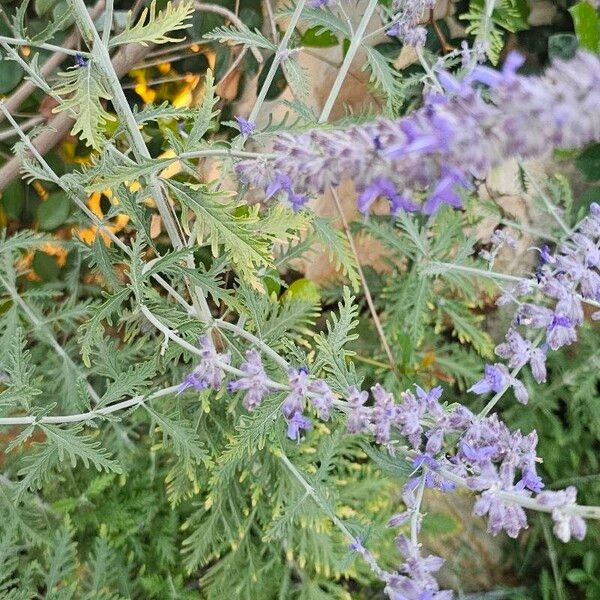 Salvia abrotanoides Flower