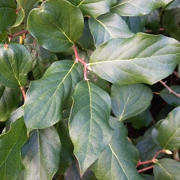 Gaultheria shallon Leaf