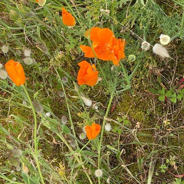 Eschscholzia californica Flower