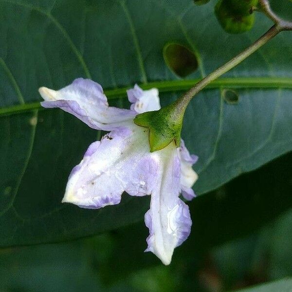 Solanum aviculare Virág