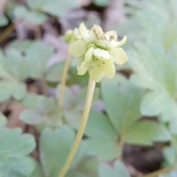 Adoxa moschatellina Çiçek