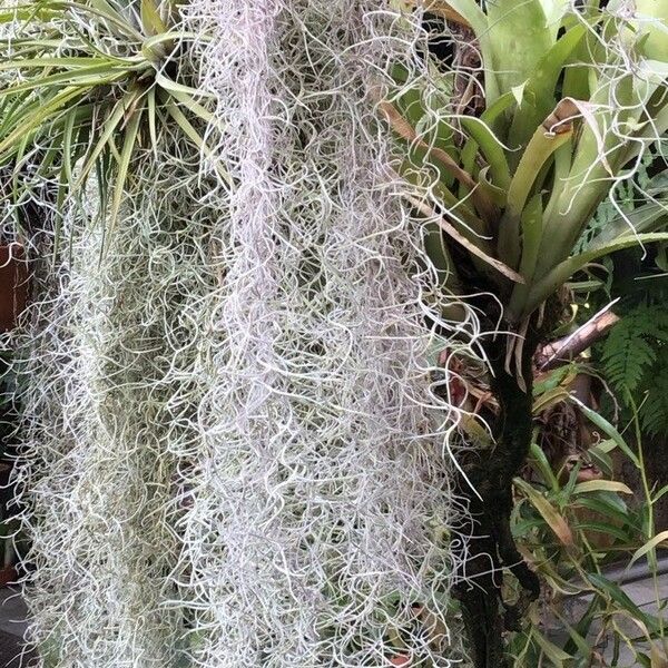 Tillandsia usneoides Ліст