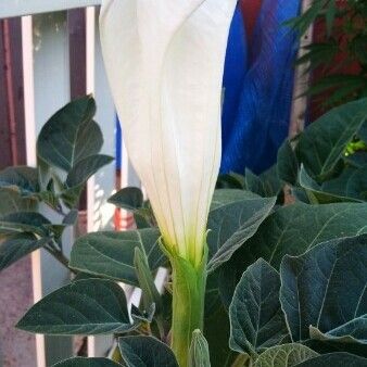 Datura inoxia 花