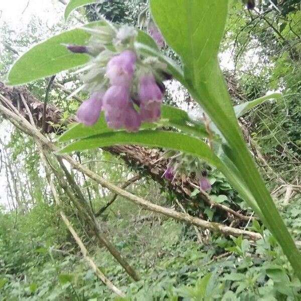 Symphytum officinale ফুল