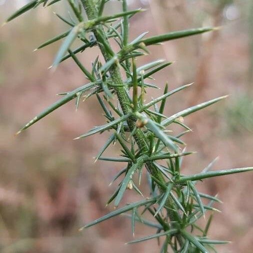 Ulex europaeus Blatt