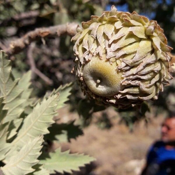 Quercus ithaburensis Fruit