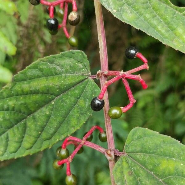 Cissus discolor Meyve