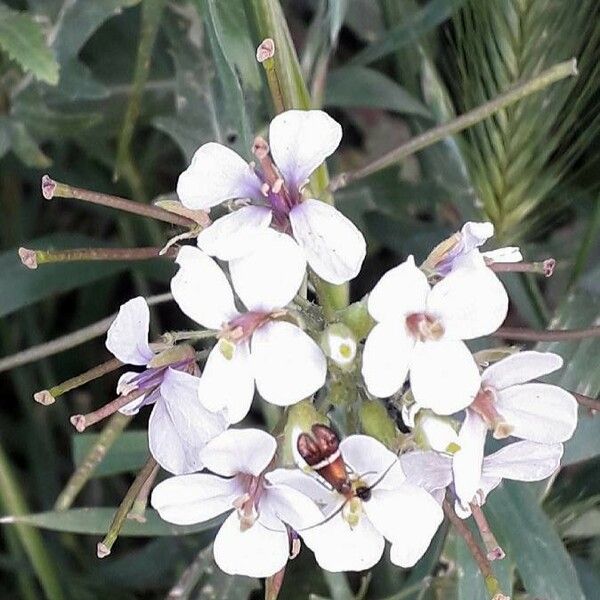 Diplotaxis erucoides Flower