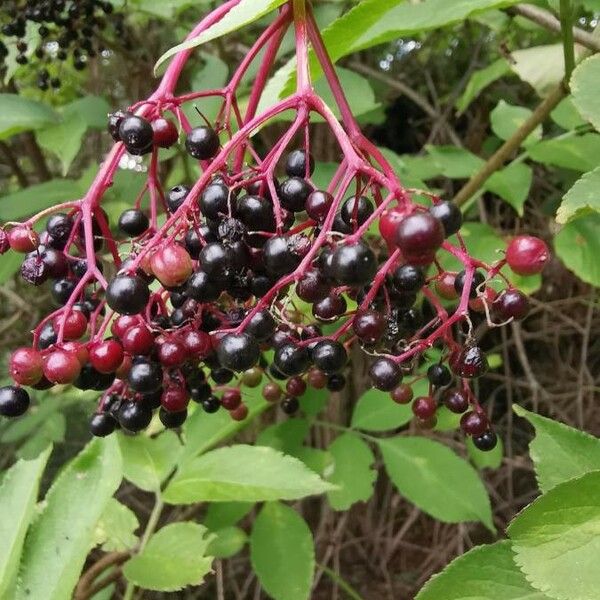 Sambucus nigra 果実