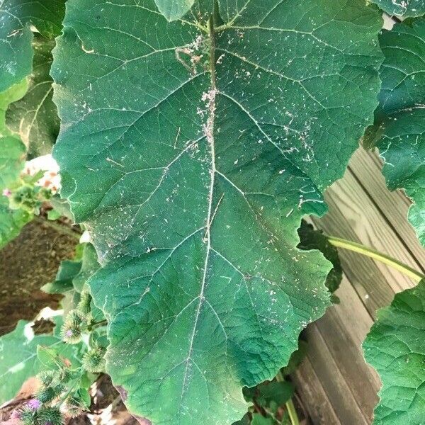 Arctium minus برگ