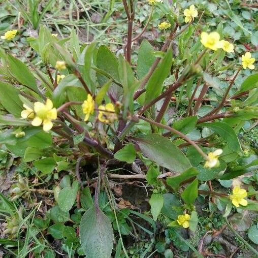 Ranunculus ophioglossifolius Flower