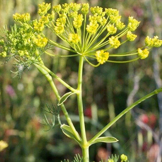 Ridolfia segetum Žievė