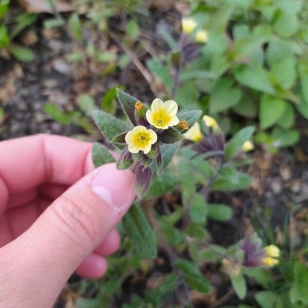 Nonea lutea Blomst