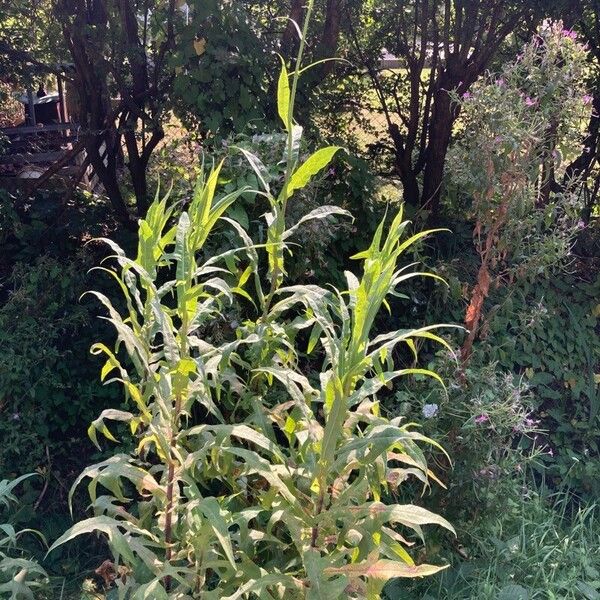 Sonchus palustris Агульны выгляд