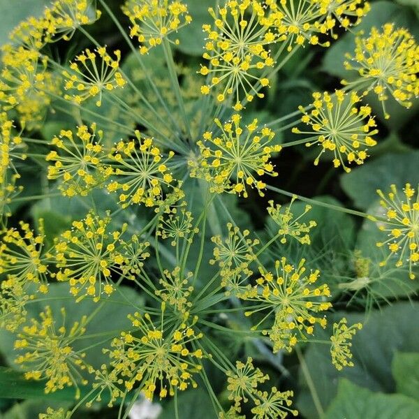 Anethum graveolens Flower