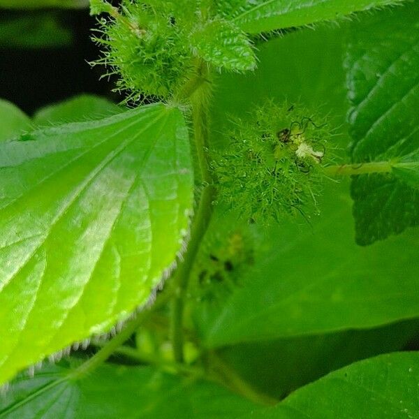 Acalypha alopecuroidea Цветок