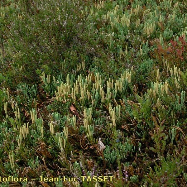 Lycopodium × zeilleri Habit