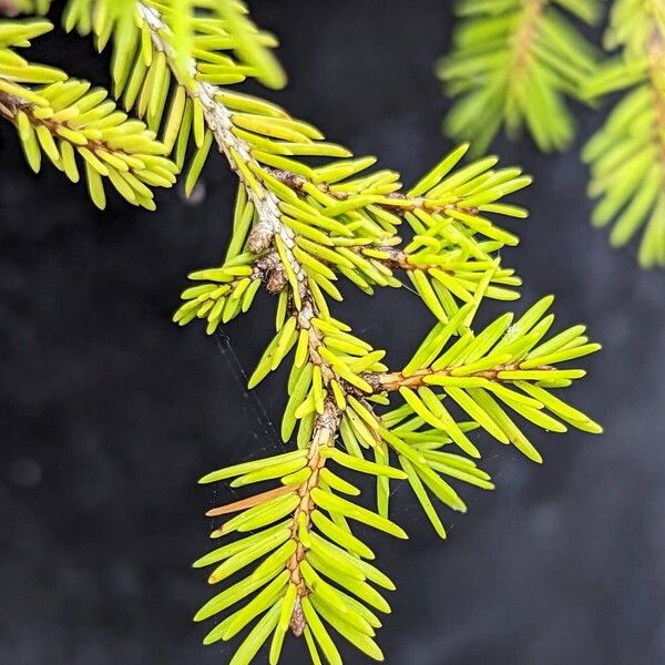 Picea abies Fulla