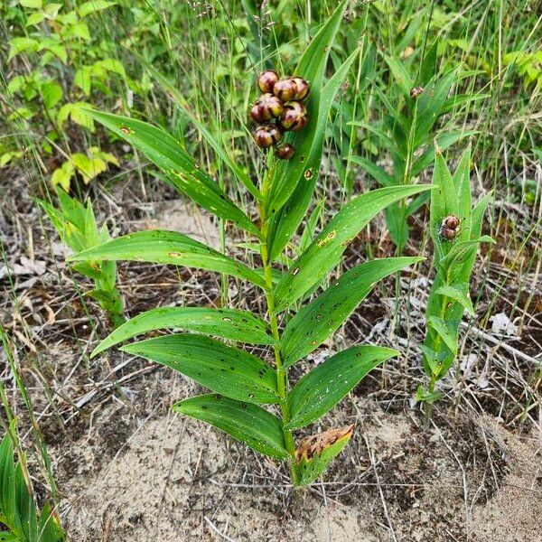 Maianthemum stellatum Foglia