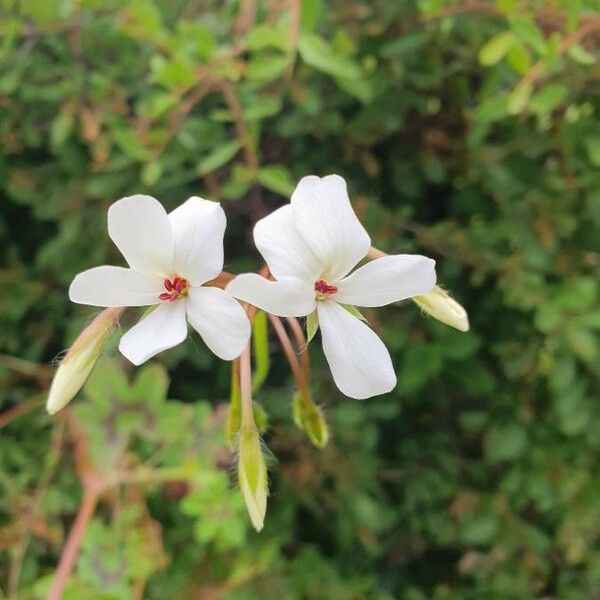 Pelargonium multibracteatum Blüte