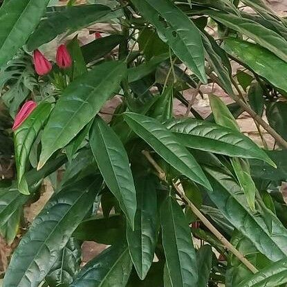 Pavonia multiflora Fuelha