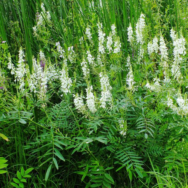 Galega officinalis Habitus