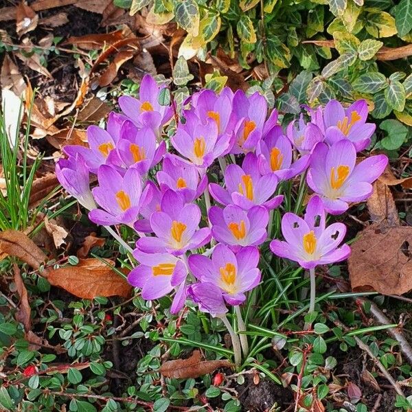 Crocus tommasinianus Hábito