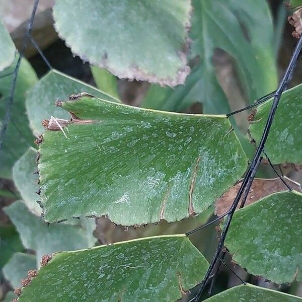 Adiantum peruvianum 叶