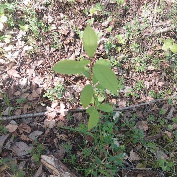 Prunus padus Fulla