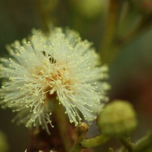 Acacia mearnsii Annet