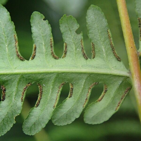 Pteris tripartita Lehti