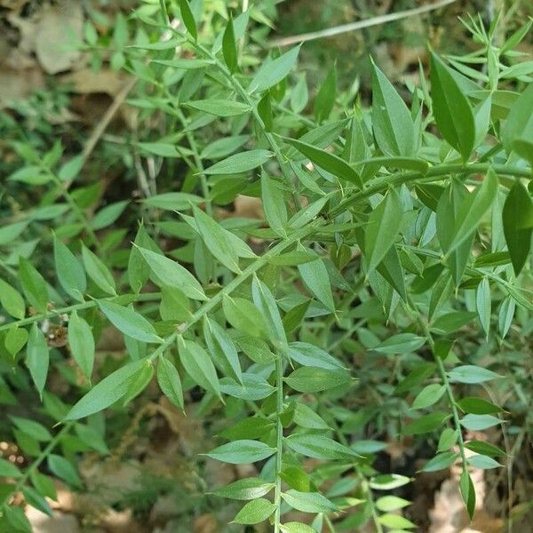 Ruscus aculeatus Leaf