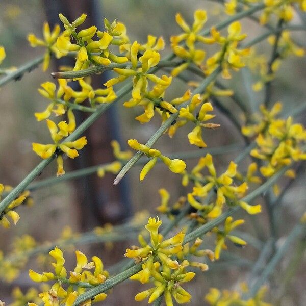 Retama sphaerocarpa Flower