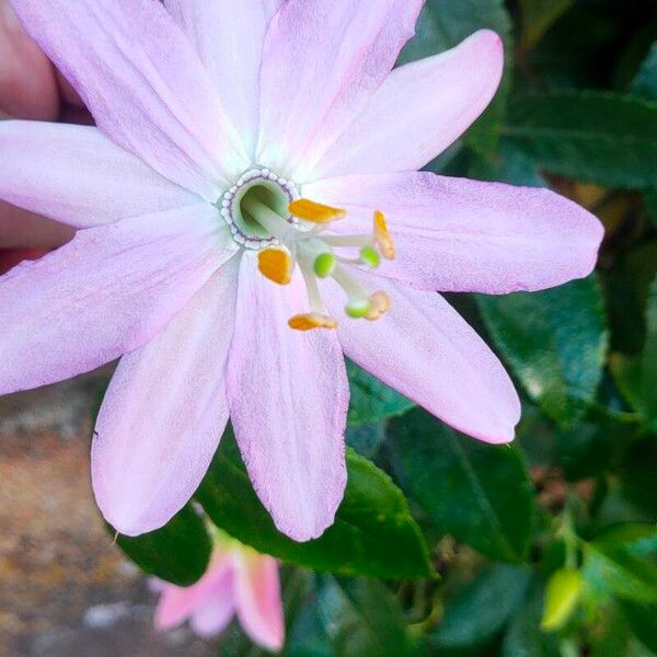 Passiflora tripartita Kvet