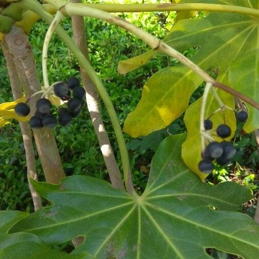 Fatsia japonica Fruto