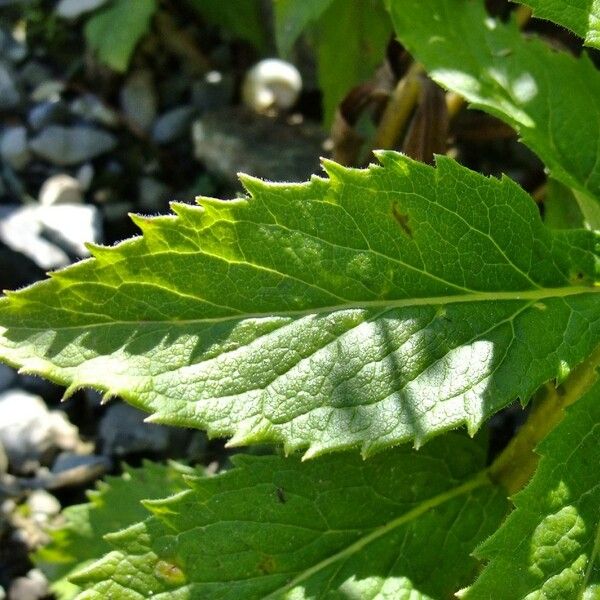 Adenophora liliifolia Leaf