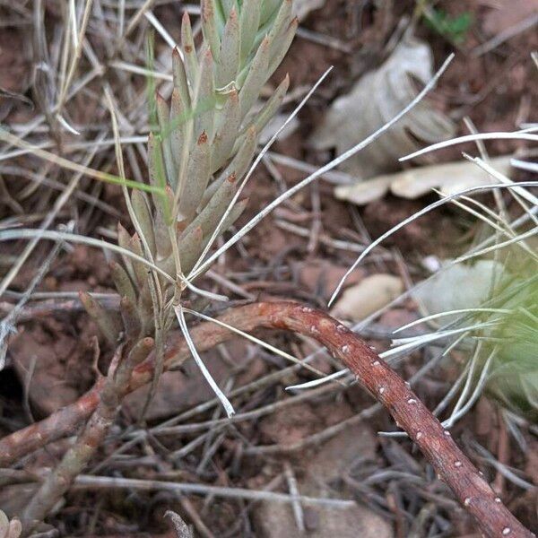 Petrosedum ochroleucum 葉