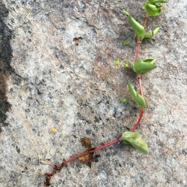 Lysimachia nemorum عادت