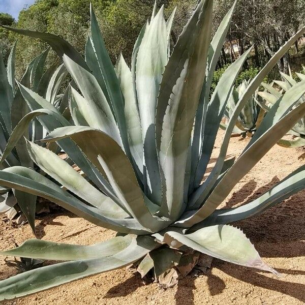 Agave weberi Habitus