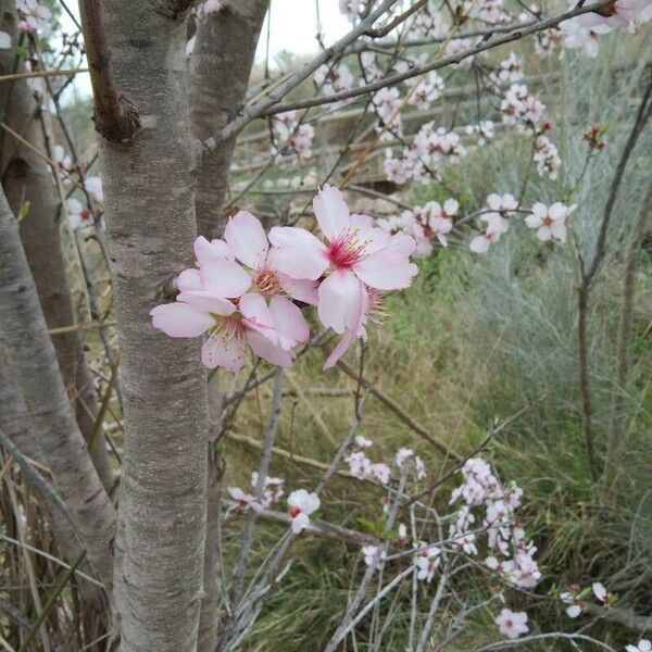 Prunus dulcis Flor