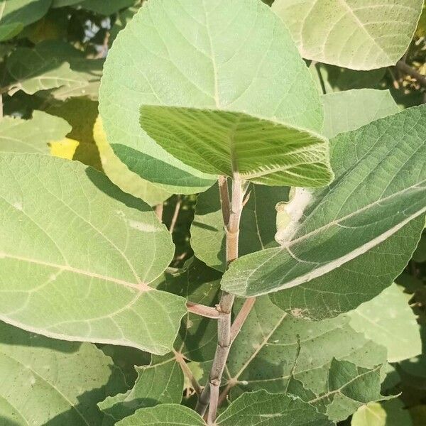 Ficus palmata Feuille