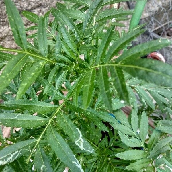 Tagetes minuta Blatt