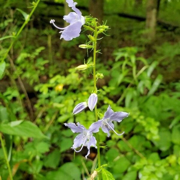 Campanulastrum americanum Kvet